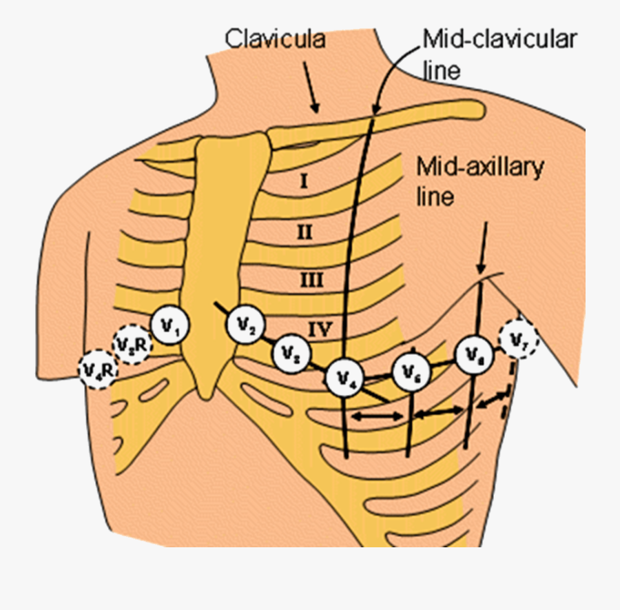 Cardio Vascular System Regulatory - Wilsons Terminal, Transparent Clipart