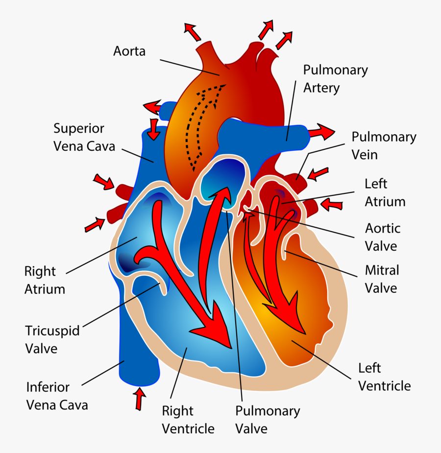 Clip Art Auricles Heart - Pathway Of A Drop Of Blood Through, Transparent Clipart