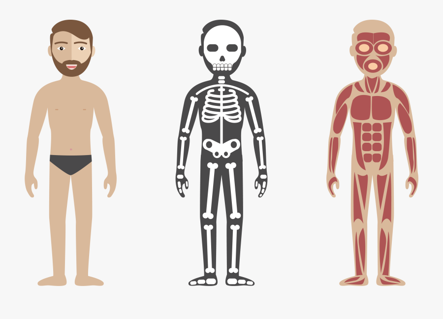 Vector Circulatory System Anatomy Illustration Check - Html Css Js Skeleton, Transparent Clipart