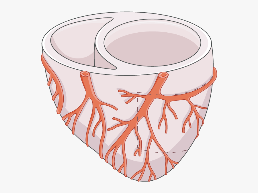 Ventricule, Transparent Clipart