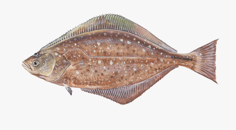 Halibut Png Clipart Png File - Halibut Png, Transparent Clipart
