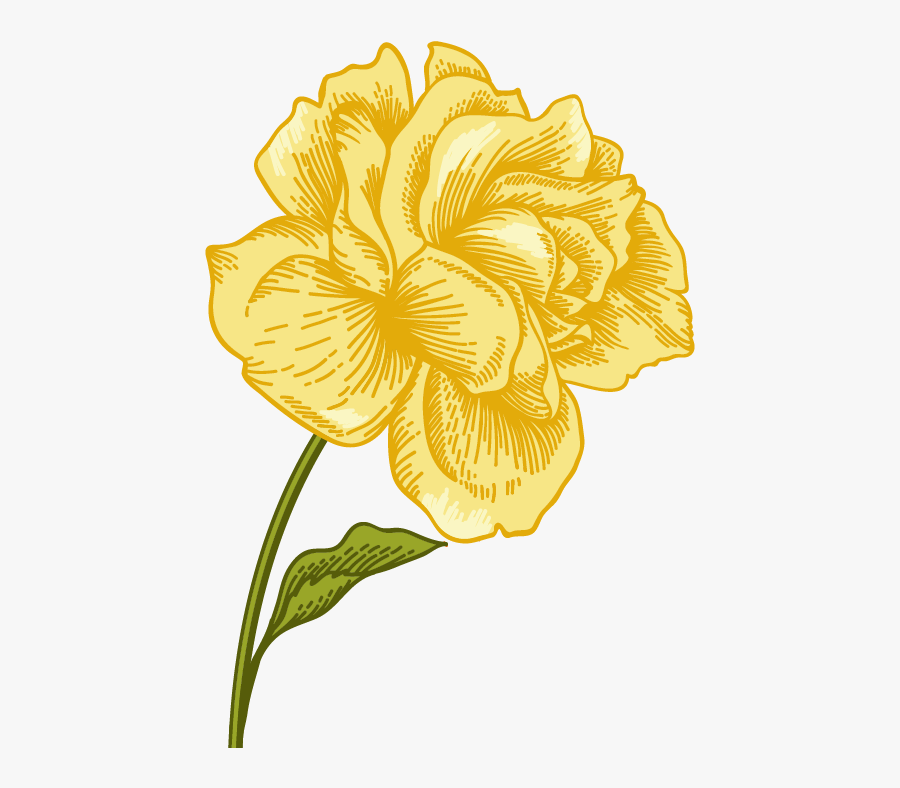 Hawaiian Hibiscus, Transparent Clipart