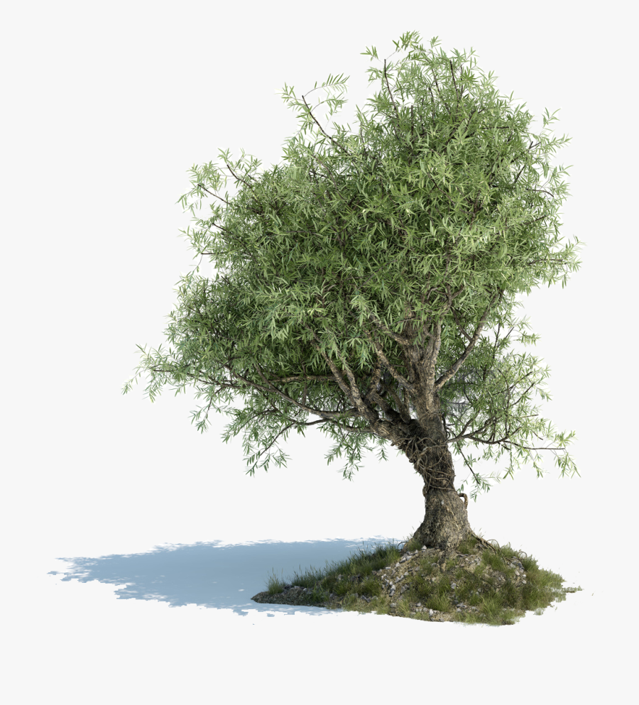 Old Olive Tree Png - European Olive Tree Png, Transparent Clipart