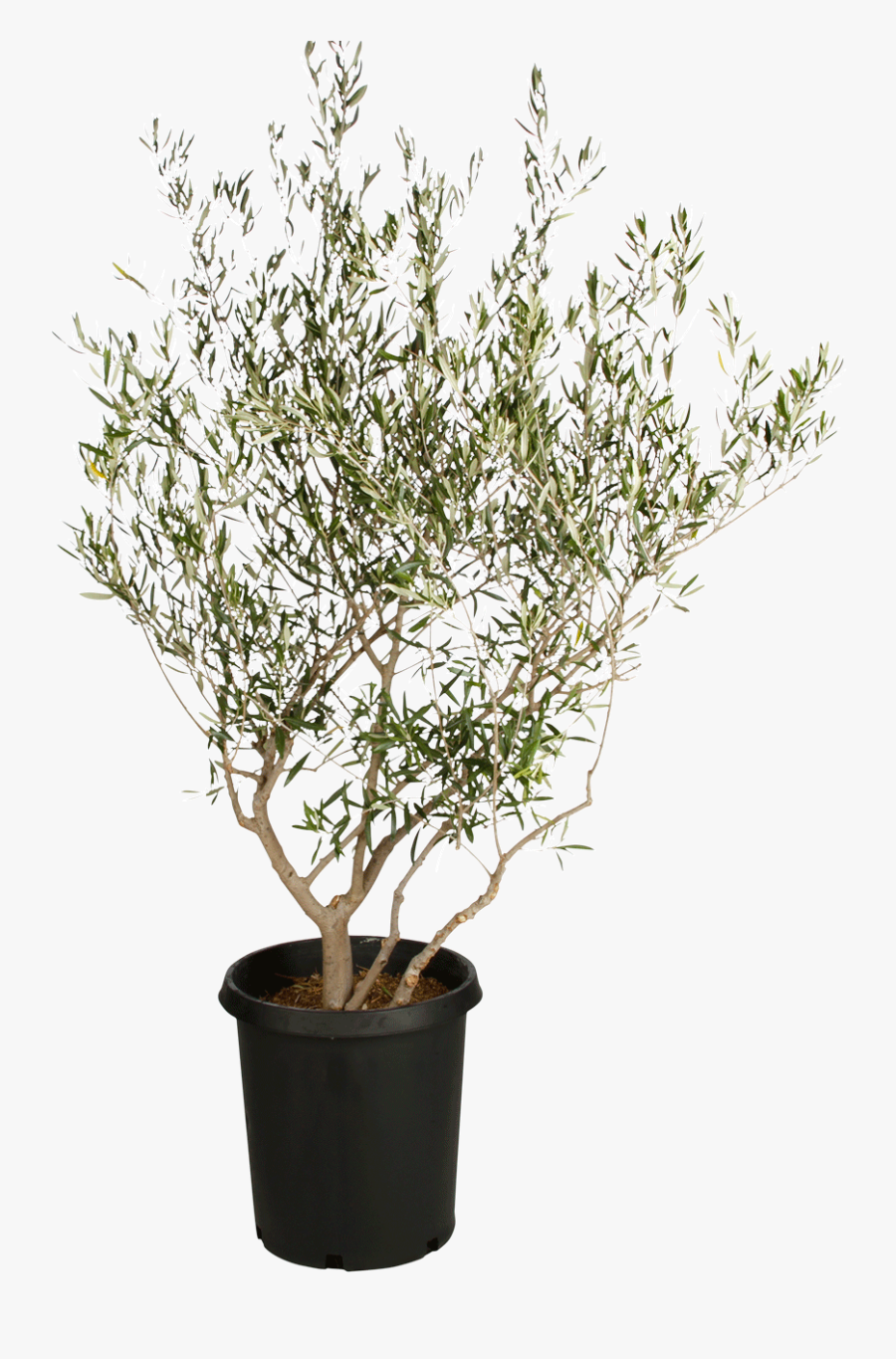 Download Fruitless Olive Tree - Olive Tree No Background, Transparent Clipart