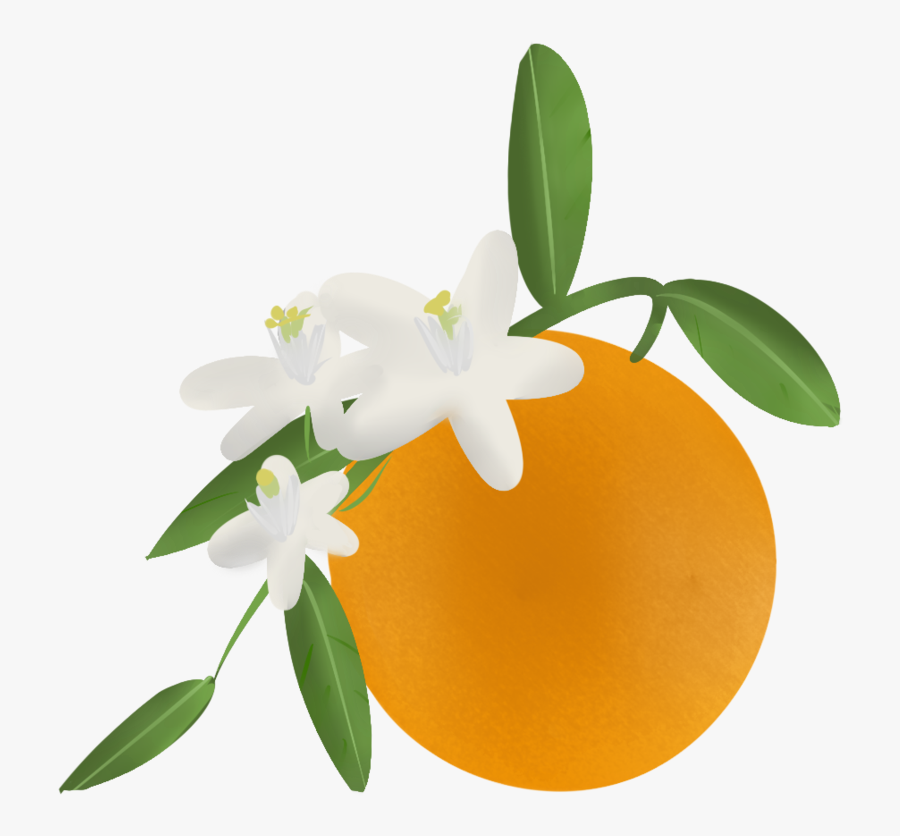 Florida Clipart Orange Blossom - Transparent Orange Blossom Clip Art, Transparent Clipart