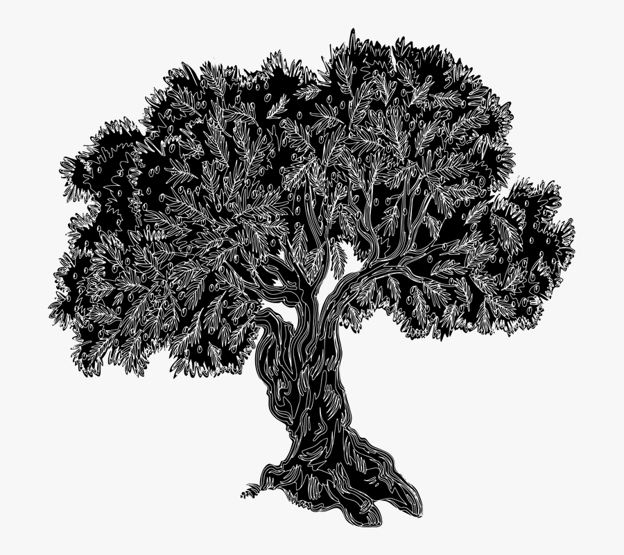 Olive Tree Old Tree Tree Silhouette Tree Gnarled - Olive Tree Silhouette, Transparent Clipart