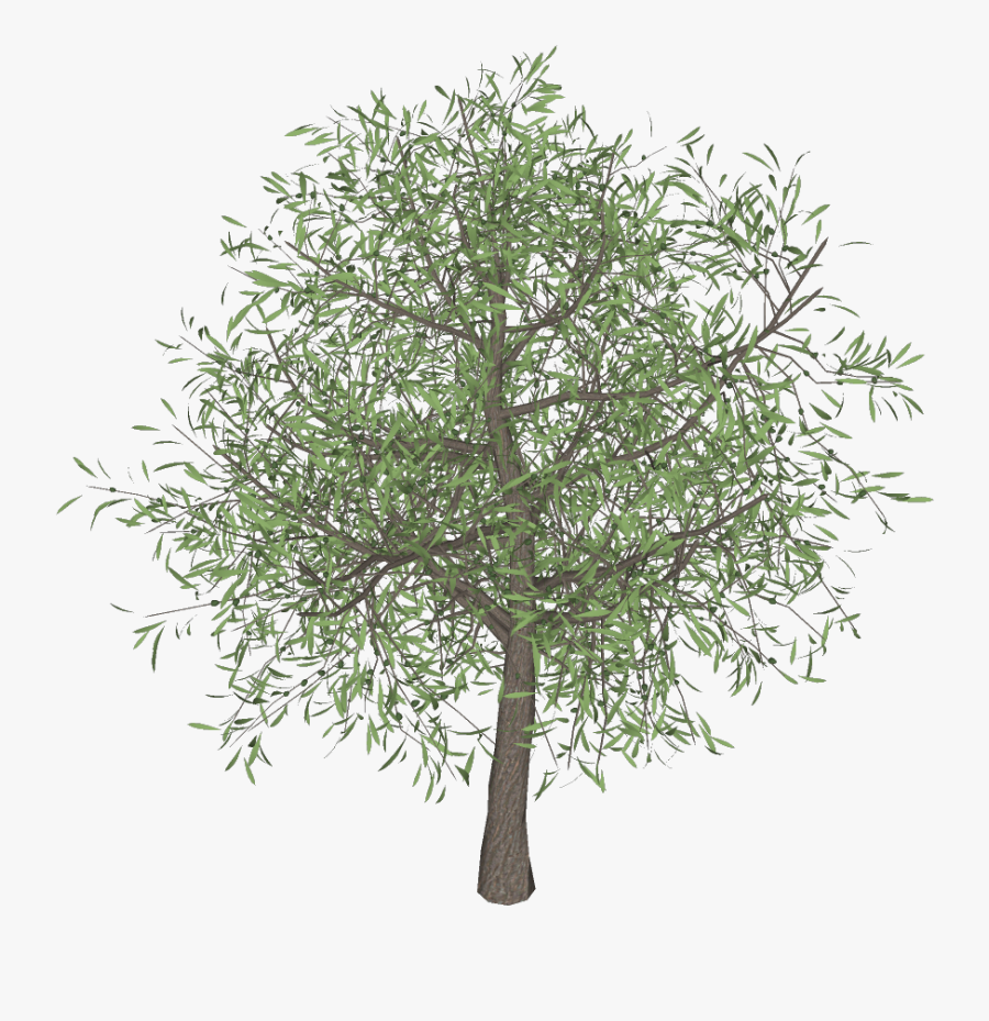 Olive Tree Png 3darcstudio 3d Tree Maker - Olive Tree Photos Download, Transparent Clipart