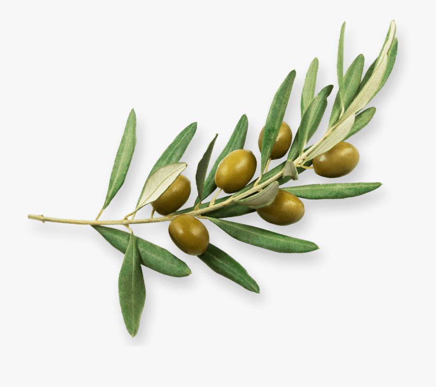 Plant,russian Plant,flowering Plant,flower,food,olive - Rama De Olivo Png, Transparent Clipart