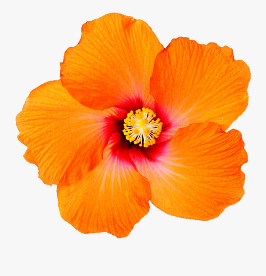 Clip Art Orange Hibiscus Flower Transparent Orange Hibiscus Flower