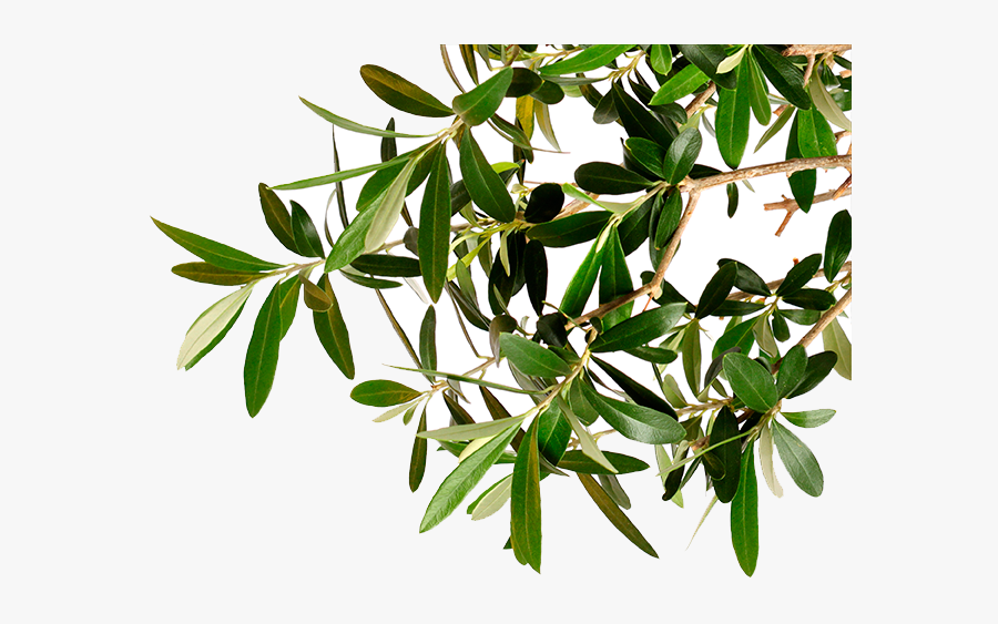 Go To Image - Olive Tree Branch Png, Transparent Clipart