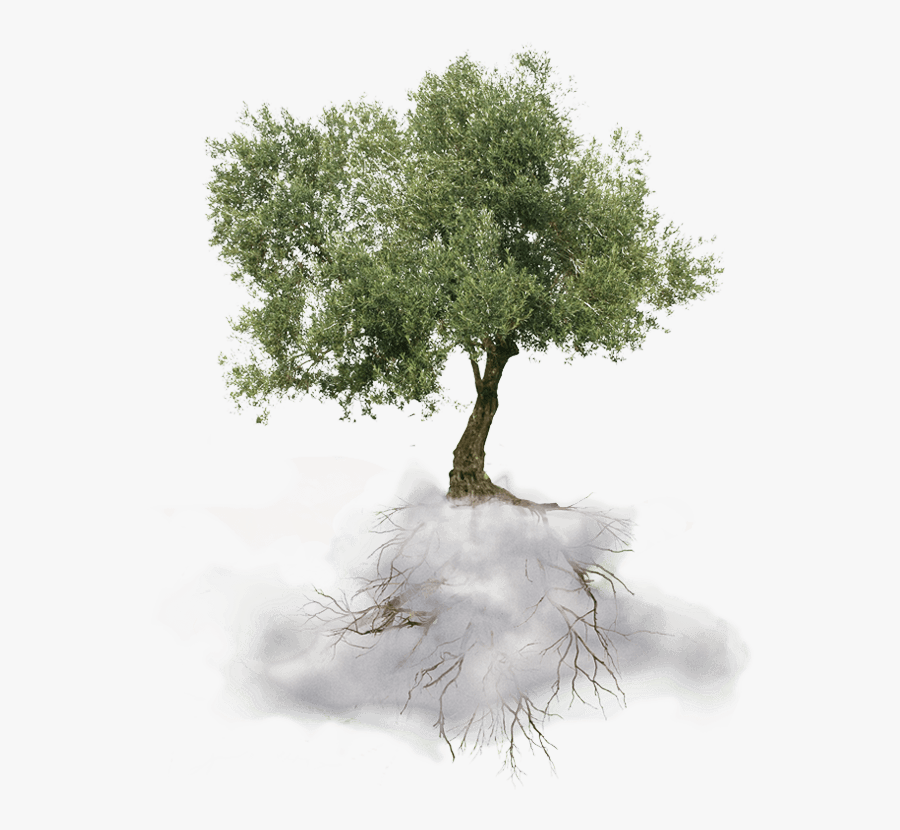 Greek Olive Tree Png , Png Download - Olive Tree White Background, Transparent Clipart