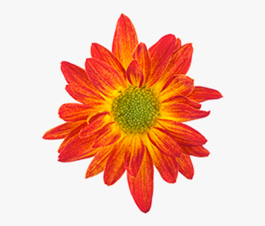 Featured image of post Flower Drawing Images With Color : As mentioned above, some brands offer additional colors.