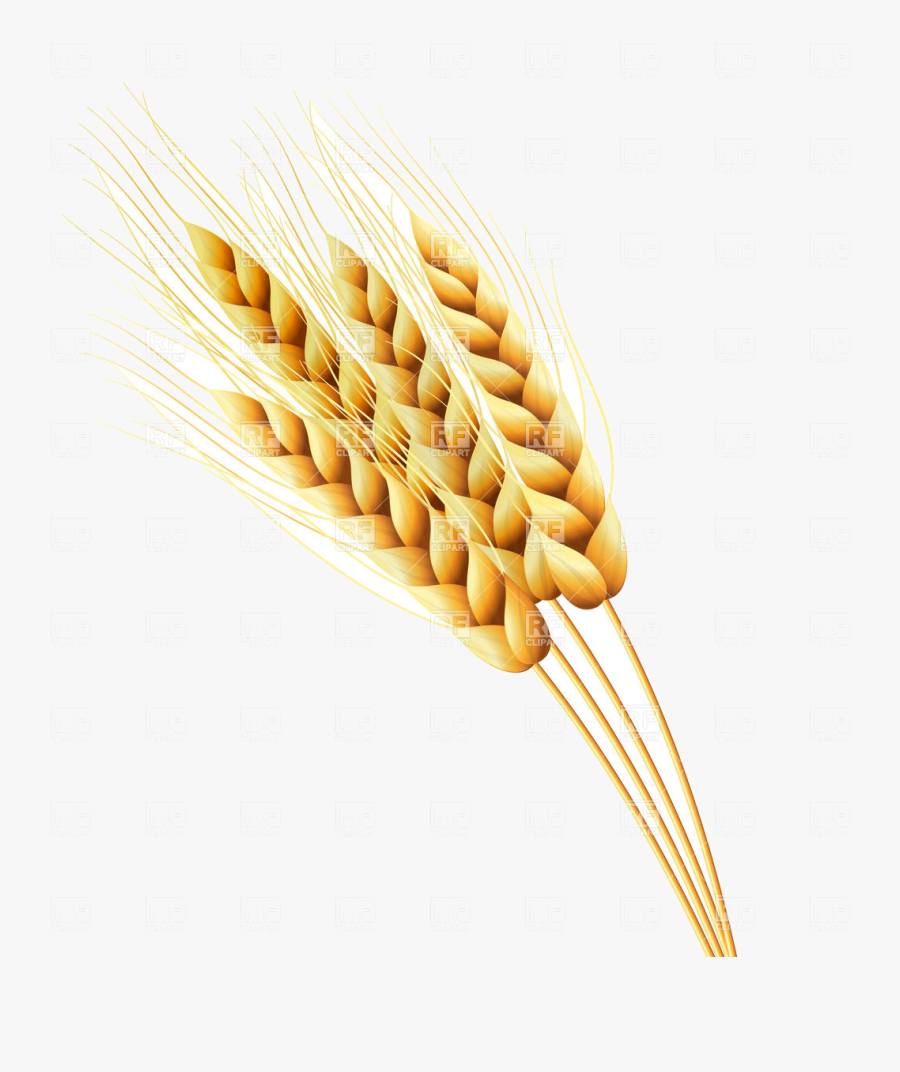 Wheat Ears Of Or Rye Vector Image Illustration Plants - Vector, Transparent Clipart