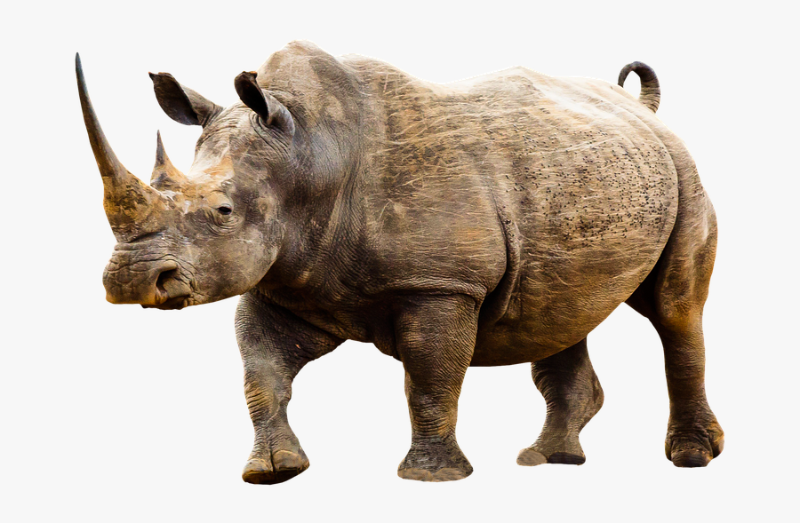 Rhino Underwear, Transparent Clipart