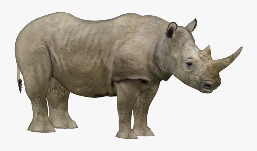 Zoo Tycoon 2 Rhino, Transparent Clipart