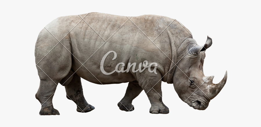 Clip Art Rhinoceros On Photos By - Rhino White Background, Transparent Clipart