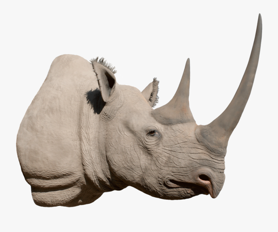 Horn - Transparent Rhino Head Png, Transparent Clipart