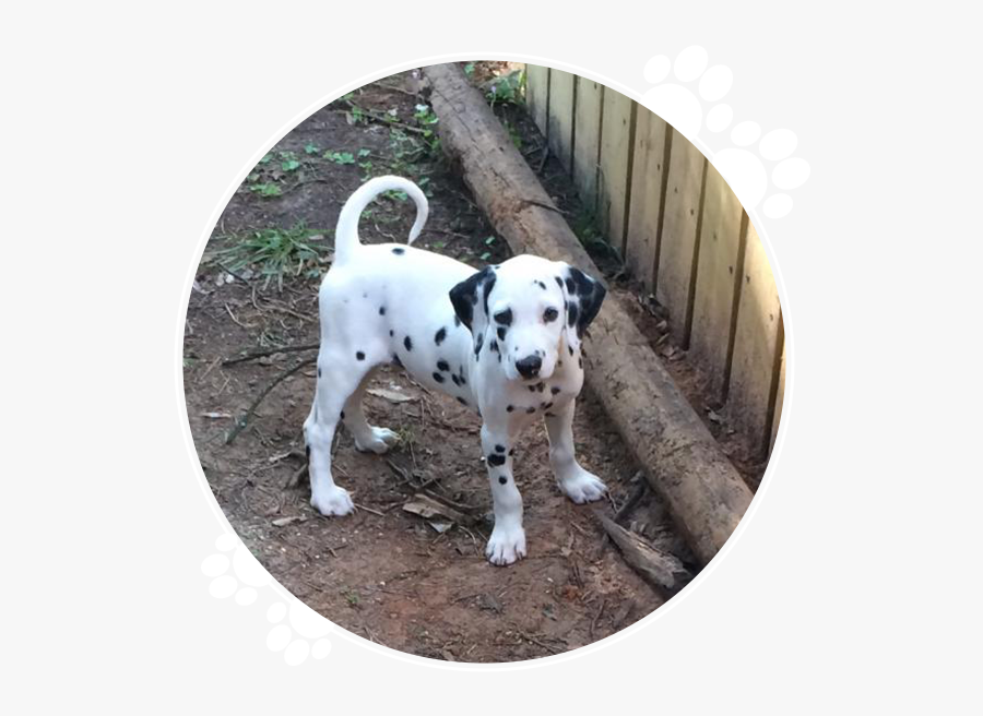 Clip Art Akc Registered Dalmatians Puppies - Dalmatian For Sale Houston, Transparent Clipart