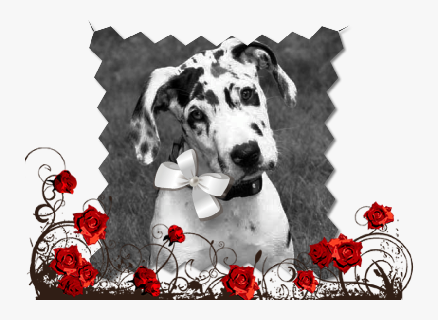 Gr Dane Rd Roses - Dalmatian, Transparent Clipart