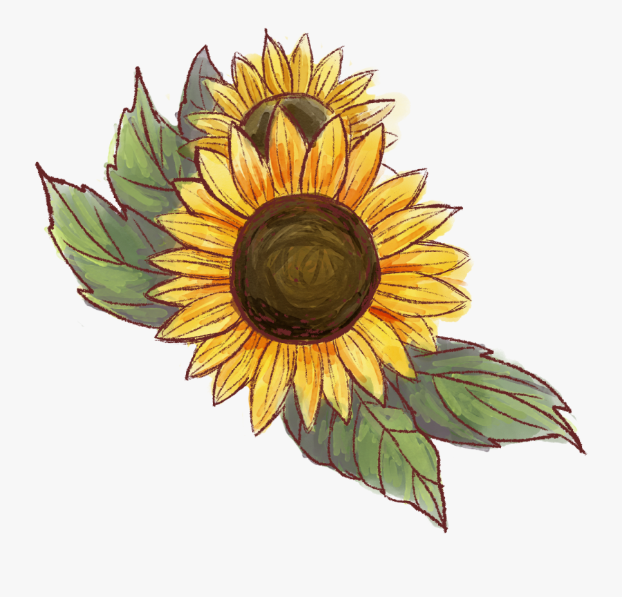 Rayn Will Be Available For Purchase Soon - Watercolor Sunflower Png, Transparent Clipart