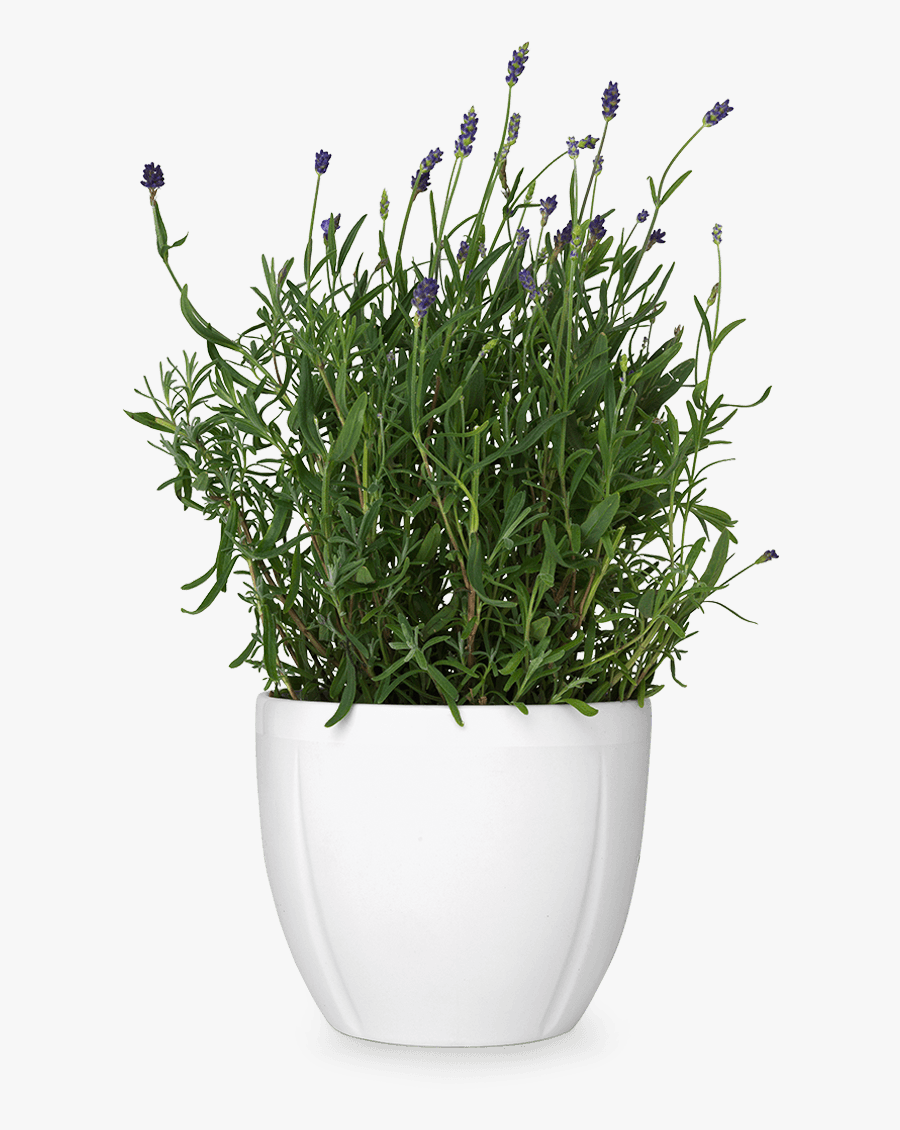 Plant In Pot Png, Transparent Clipart