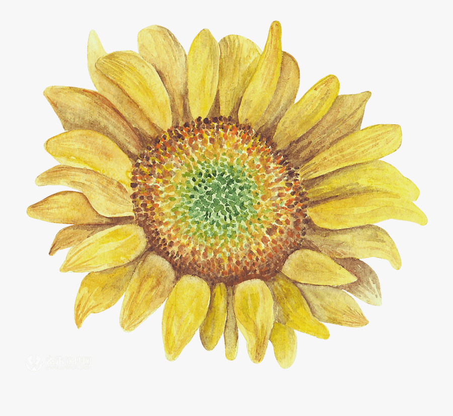 Watercolor Rustic Sunflower Clipart, Transparent Clipart