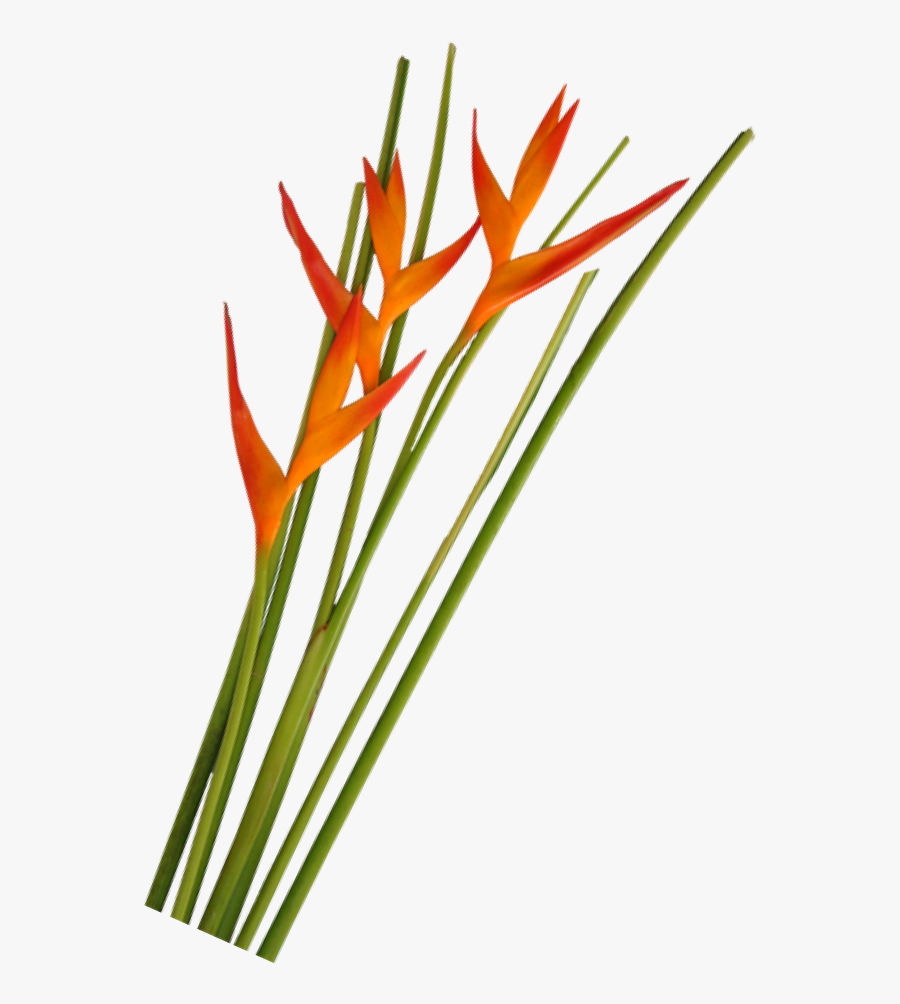 Opal Fire Foliage La Ilusion Buy Import Wholesale Bulk - Heliconia, Transparent Clipart