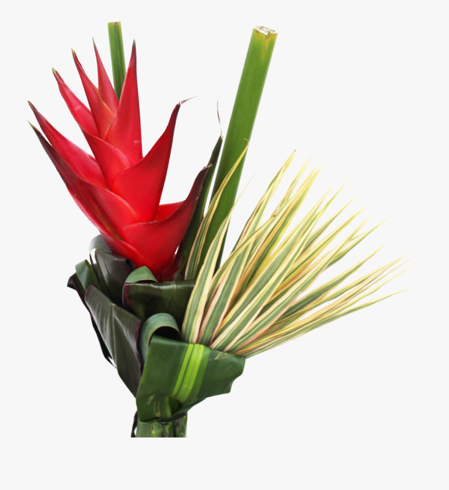 Foliage La Ilusion Buy Import Wholesale Bulk Online - Bromeliaceae, Transparent Clipart