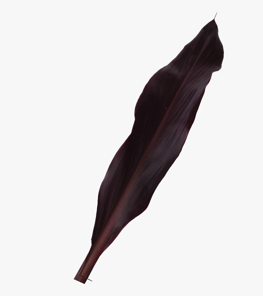 Buy Purple Ti Foliage La Ilusion Buy Import Wholesale - Illustration, Transparent Clipart