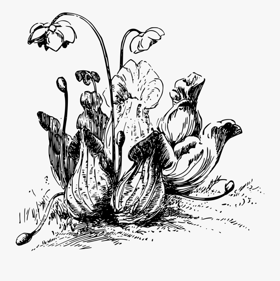 Art,monochrome Photography,galliformes - Carnivorous Plant Drawing, Transparent Clipart