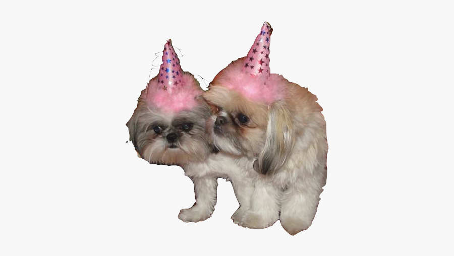Dogs With Party Hats Png, Transparent Clipart