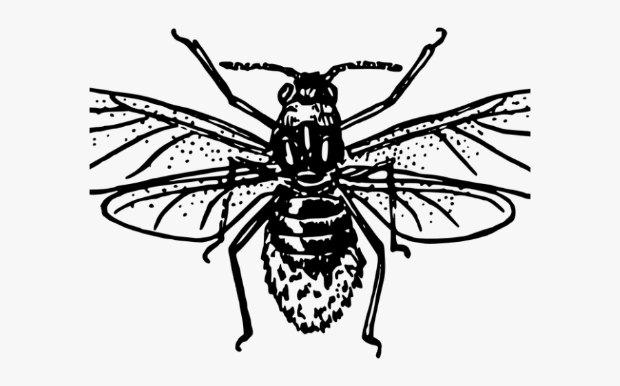 Aphid Clipart, Transparent Clipart