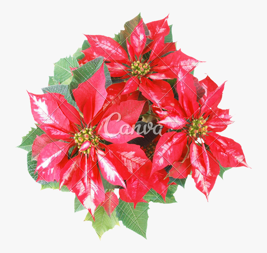 Clip Art Christmas Star Transparent Background - Poinsettia, Transparent Clipart