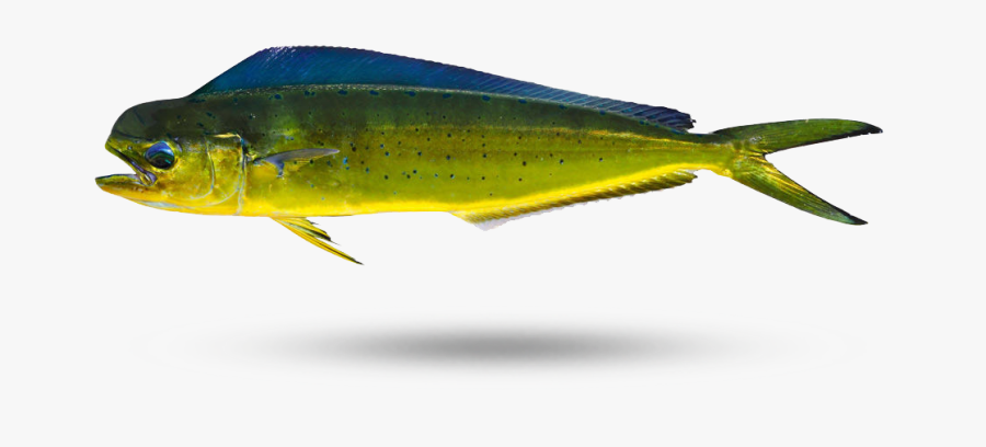 Mahi Lure,bony-fish - Marine Mammal, Transparent Clipart