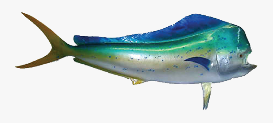 Mahi Mammal,cetacea,blue Whale - Mahi Mahi Meme, Transparent Clipart