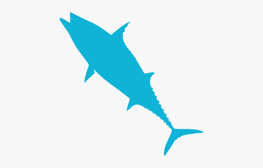 Bonito - Swordfish, Transparent Clipart