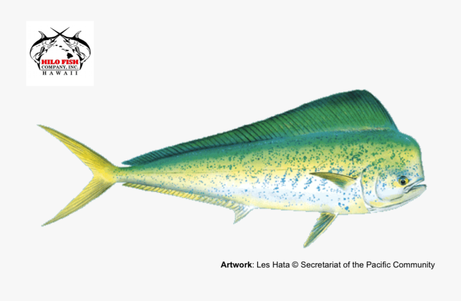 Mahimahi, Transparent Clipart