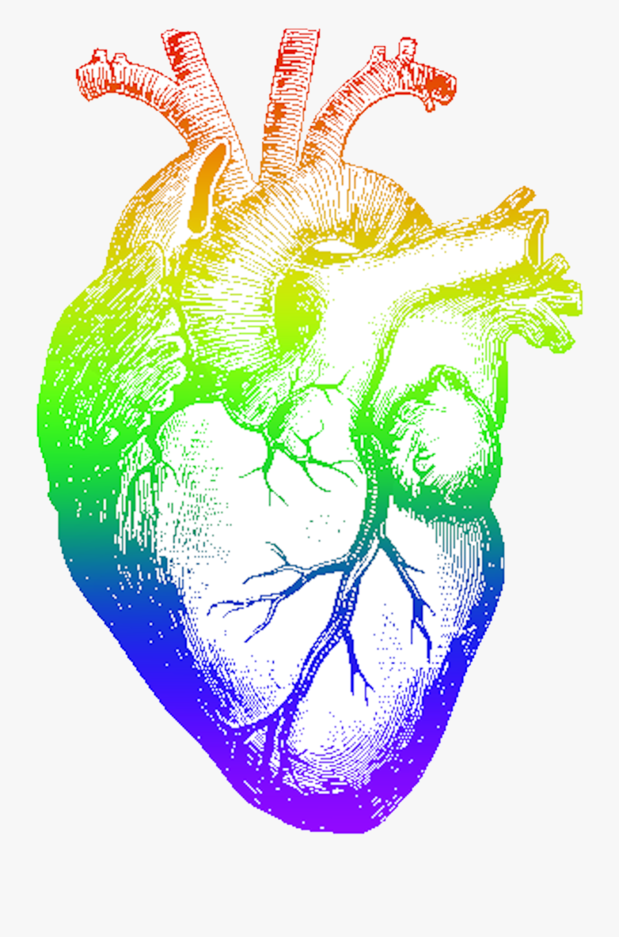 Rainbow Heart Png - Human Heart Drawings In Pencil, Transparent Clipart