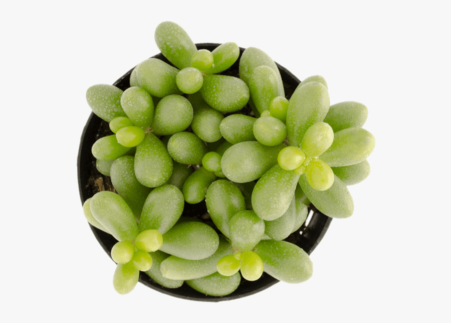 Clip Art Sedum Jellybean Plant Vetplante - Pachyphytum, Transparent Clipart