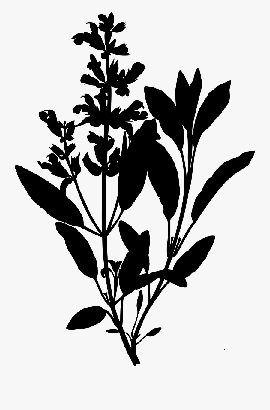 Clipart - Transparent Sage, Transparent Clipart