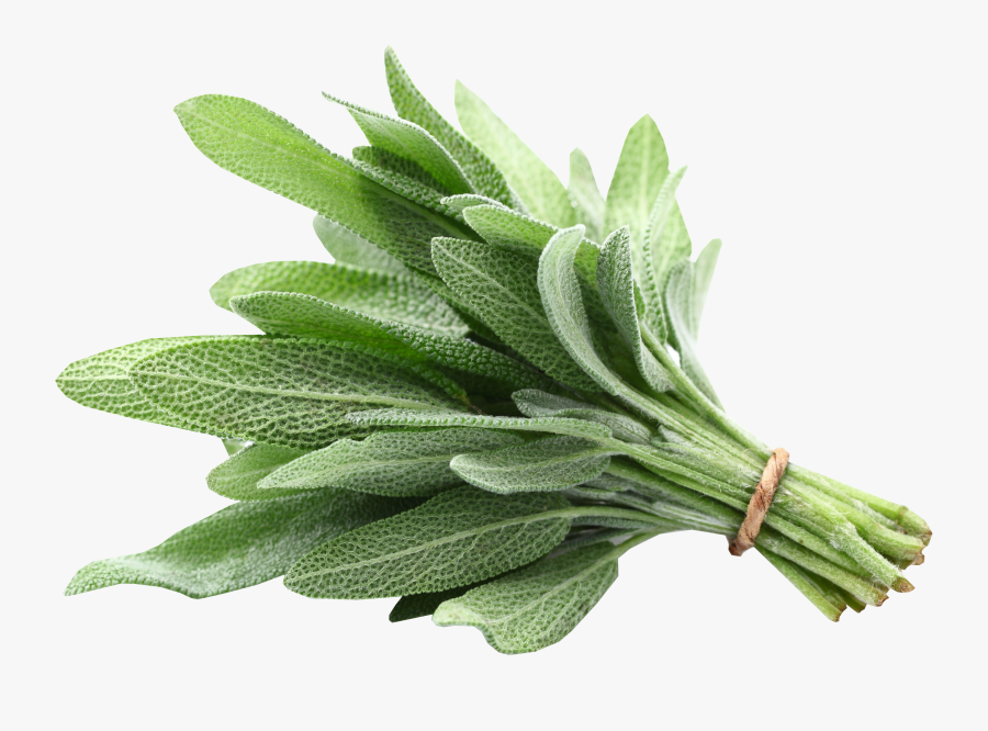 Clip Art Pictures Of Sage Plants, Transparent Clipart