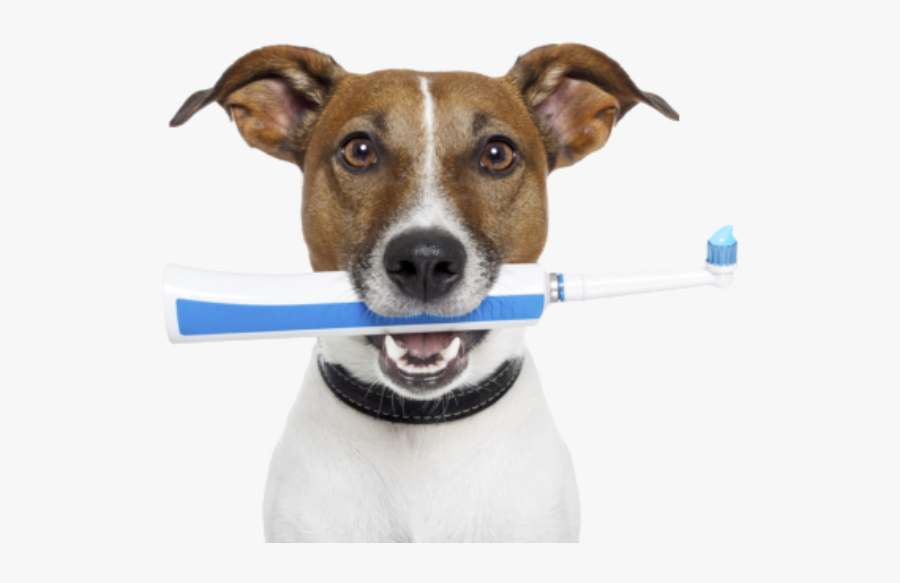Pet Dentistry, Transparent Clipart