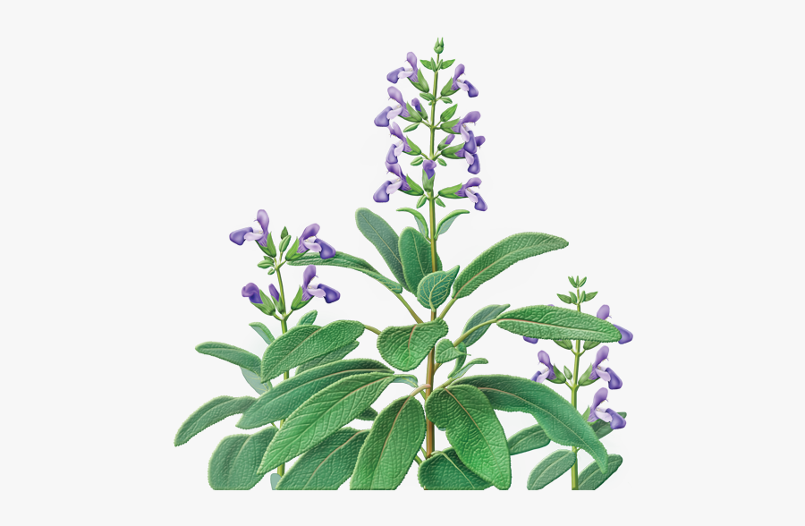Clip Art Picture Of Sage Plant - Alvita Sage Tea, Transparent Clipart