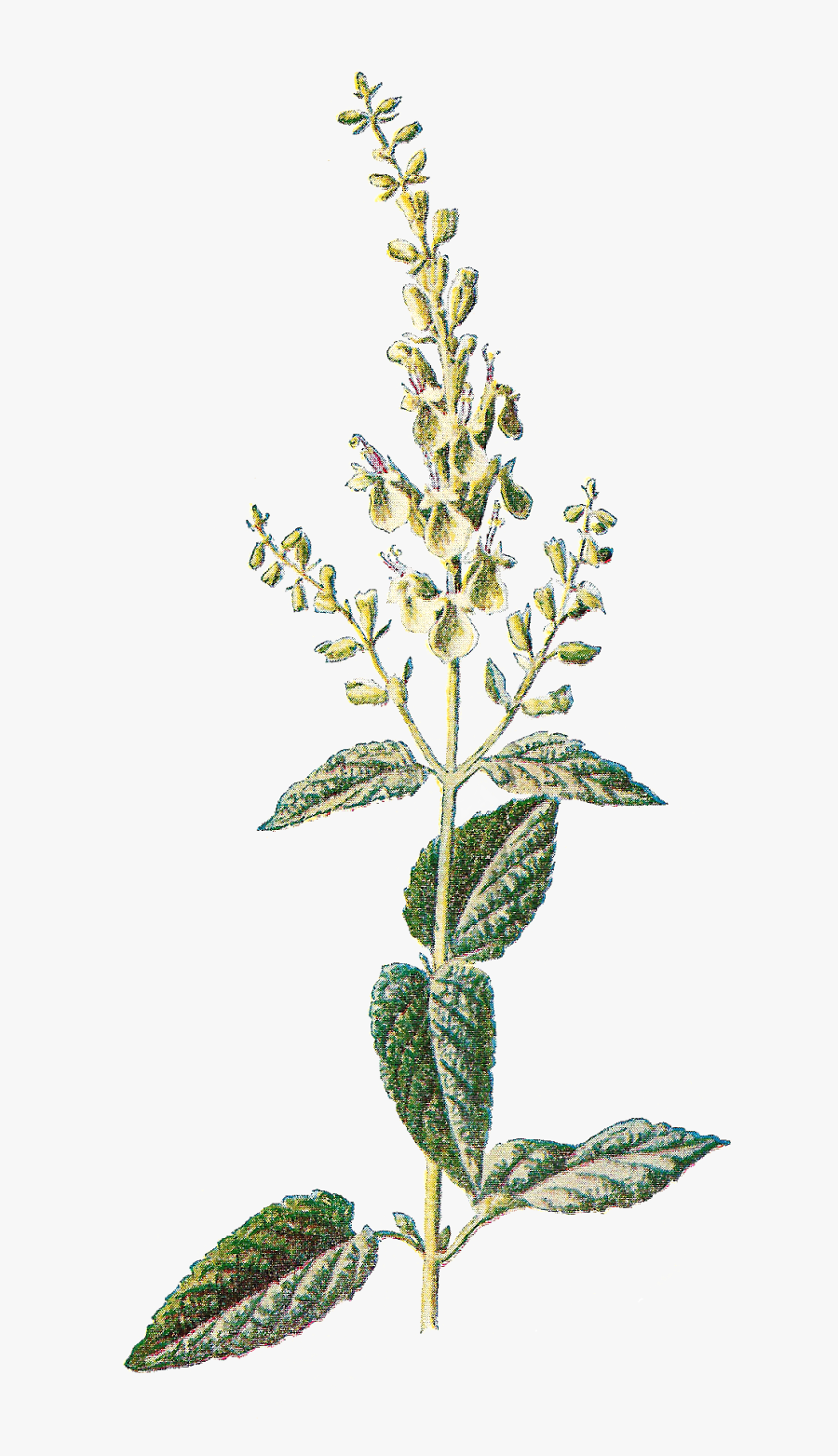 Free Printable Botanical Prints, Transparent Clipart