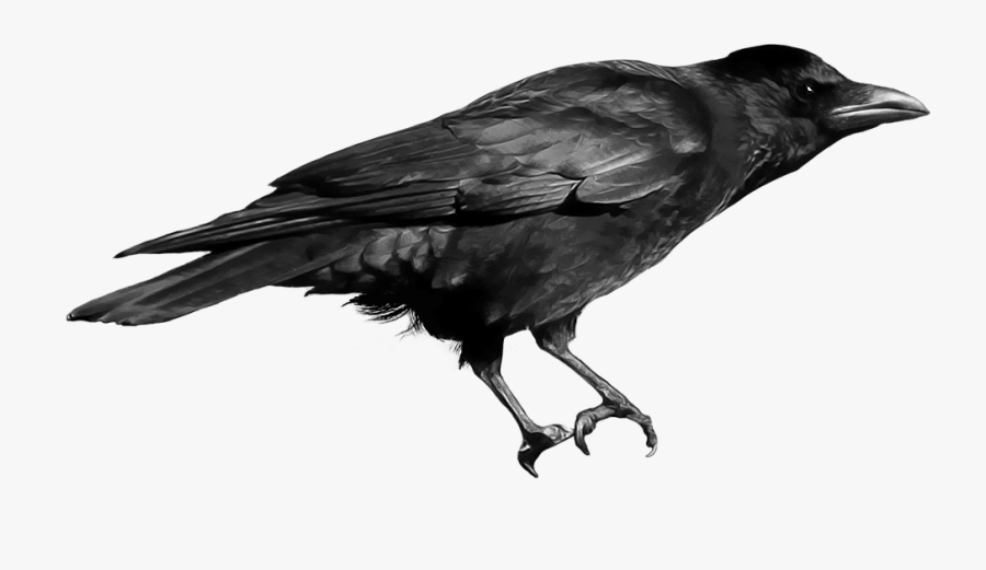 Black Crow - English Birds Sounds Name, Transparent Clipart