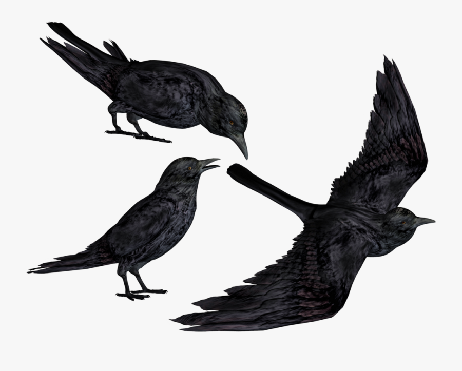 Crow Clipart Flying - Raven Transparent, Transparent Clipart
