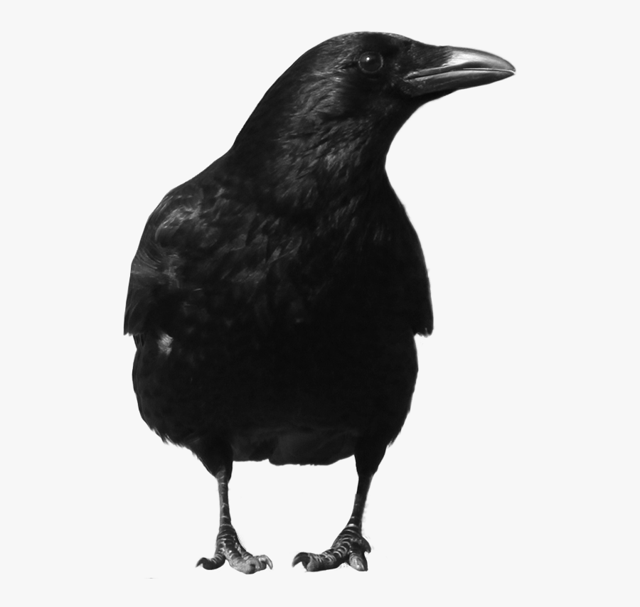 Crow Large Front - Crow Png, Transparent Clipart