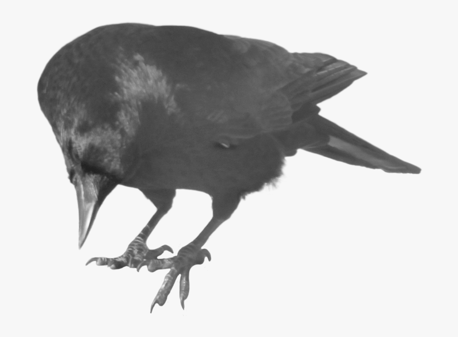 Crow Transparent Background, Transparent Clipart