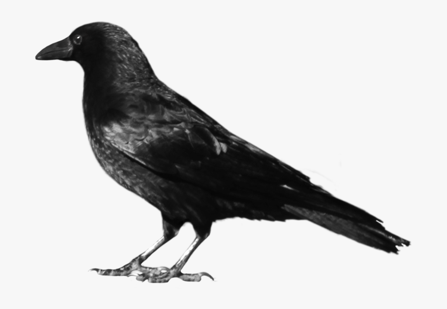 Crows Clip Art - Crow Png, Transparent Clipart