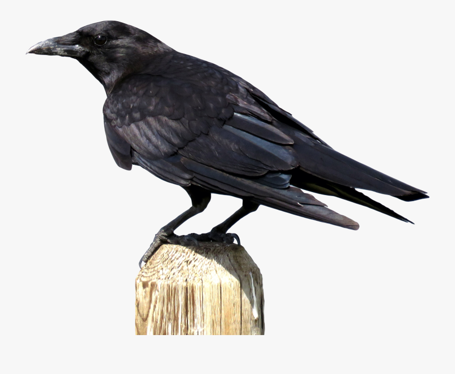 Crow Png, Transparent Clipart